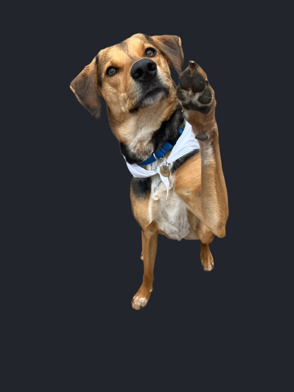 Dogs Against Doge Bandana